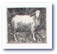 sheep2