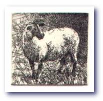 sheepturn