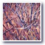 Blackbrush