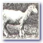 medsheep