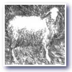 Sheep2
