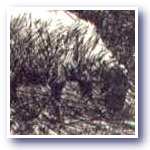 Sheepfeed